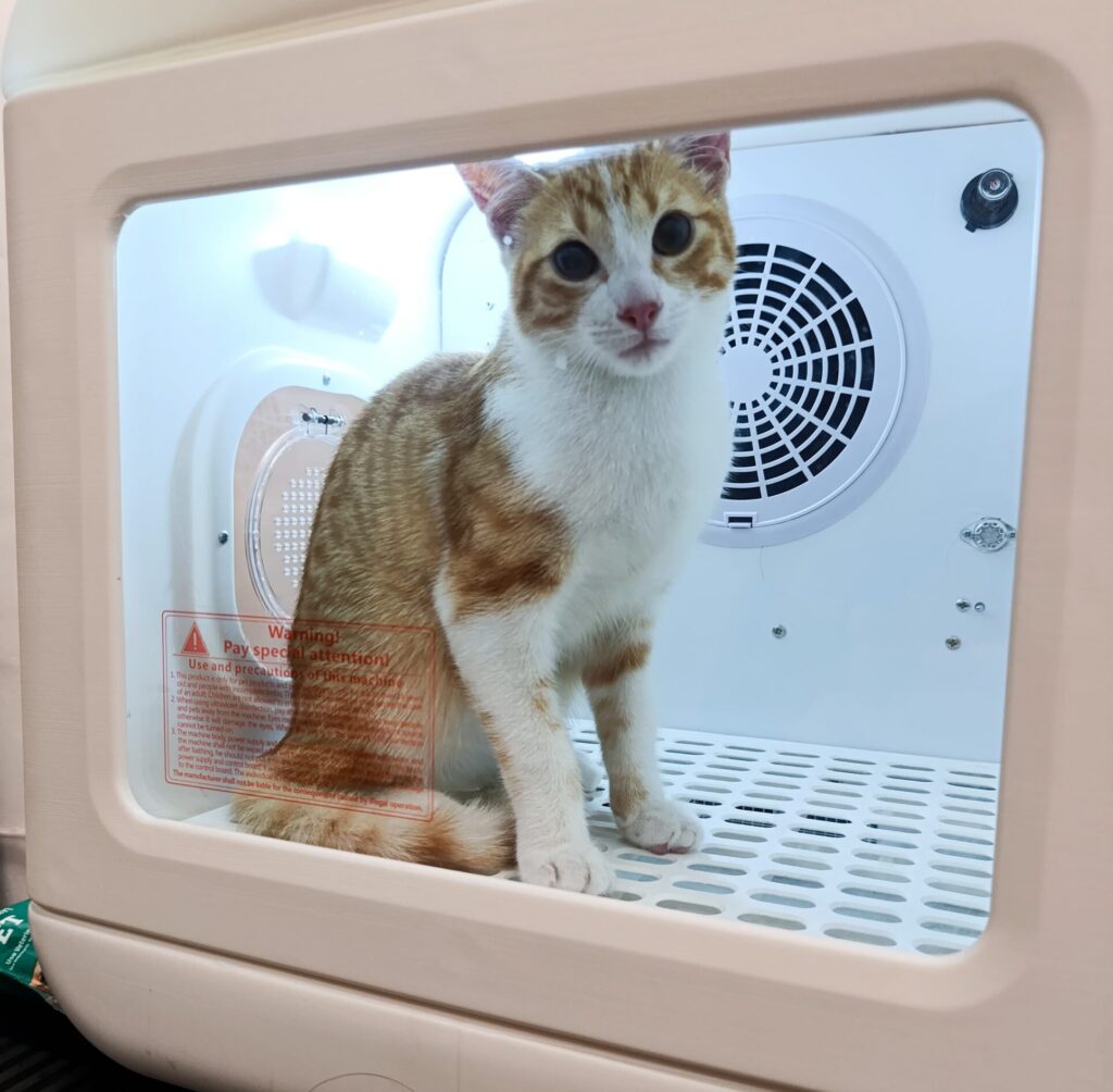 Baño de gatos Baño de gatos