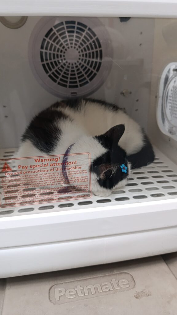 Baño para gatos Baño para gatos