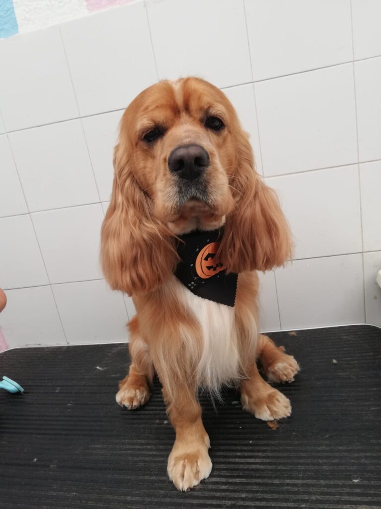 Estética canina Estética canina