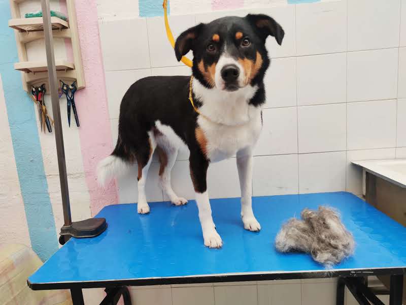 Estética canina Estética canina