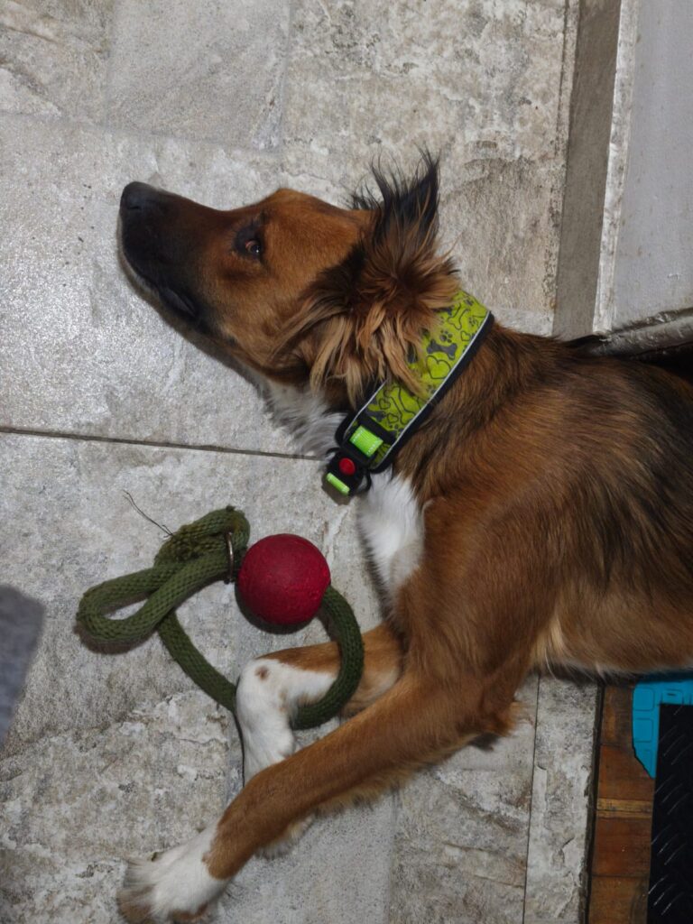 Guardería canina Guardería canina