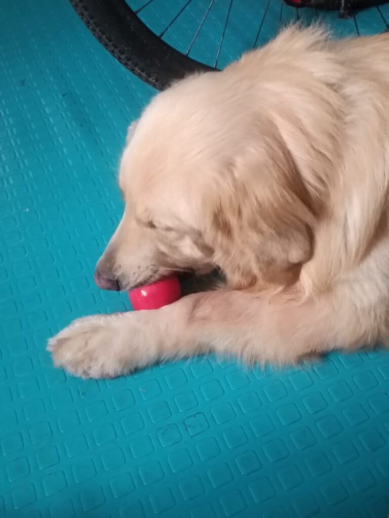 Guardería canina Engativá Guardería canina Engativá