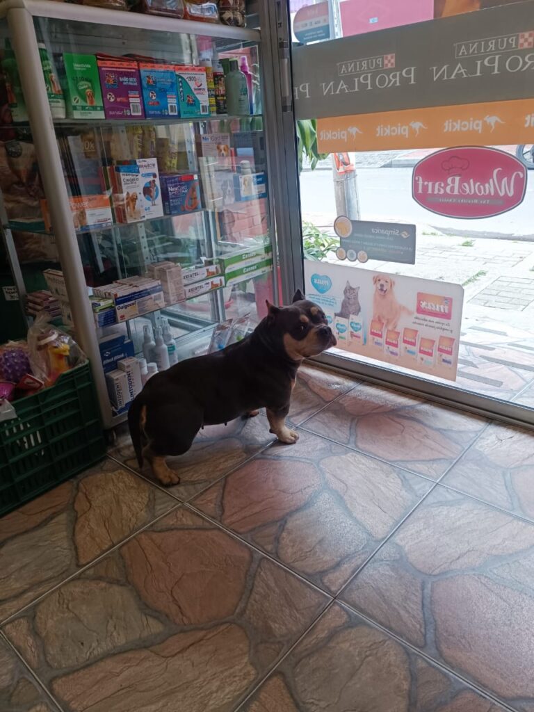 Guardería de perros Bogotá Guardería de perros Bogotá