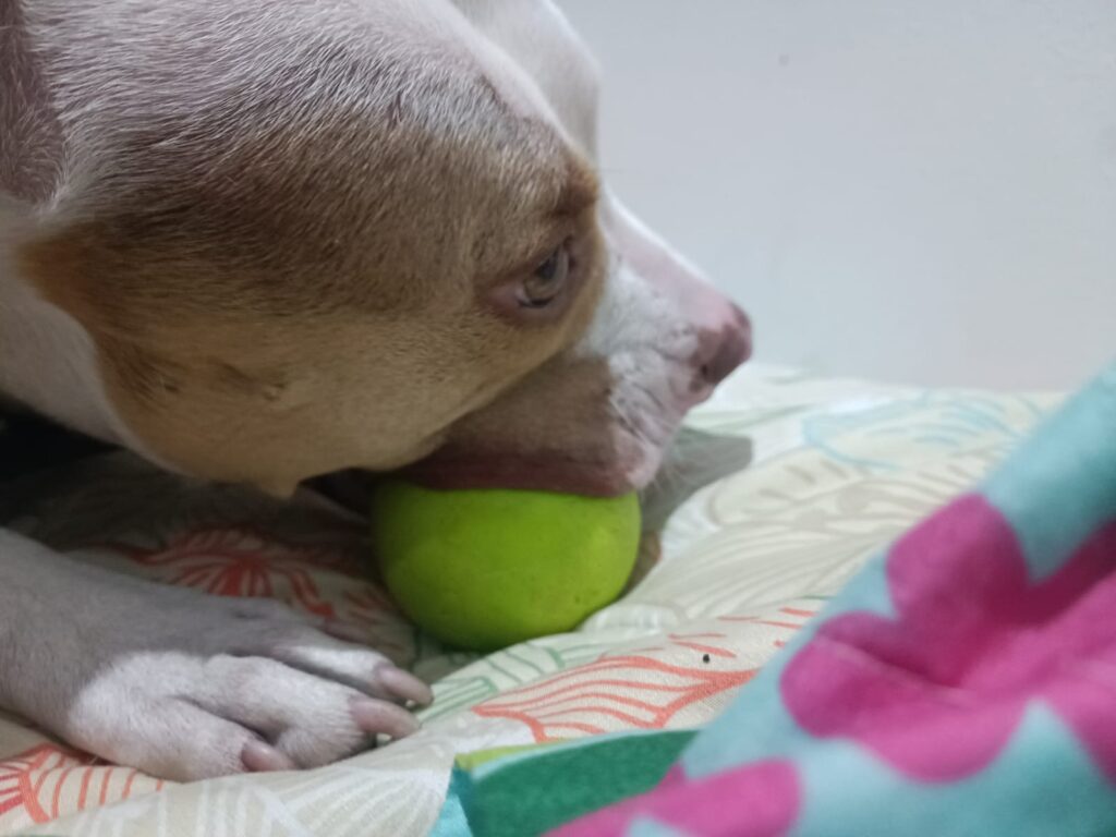 Guardería de perros Bogotá Guardería de perros Bogotá