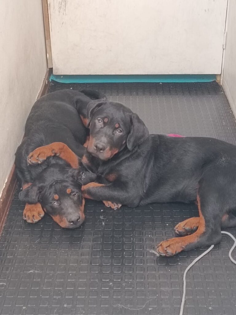 Guardería para perros Bogotá Guardería para perros Bogotá