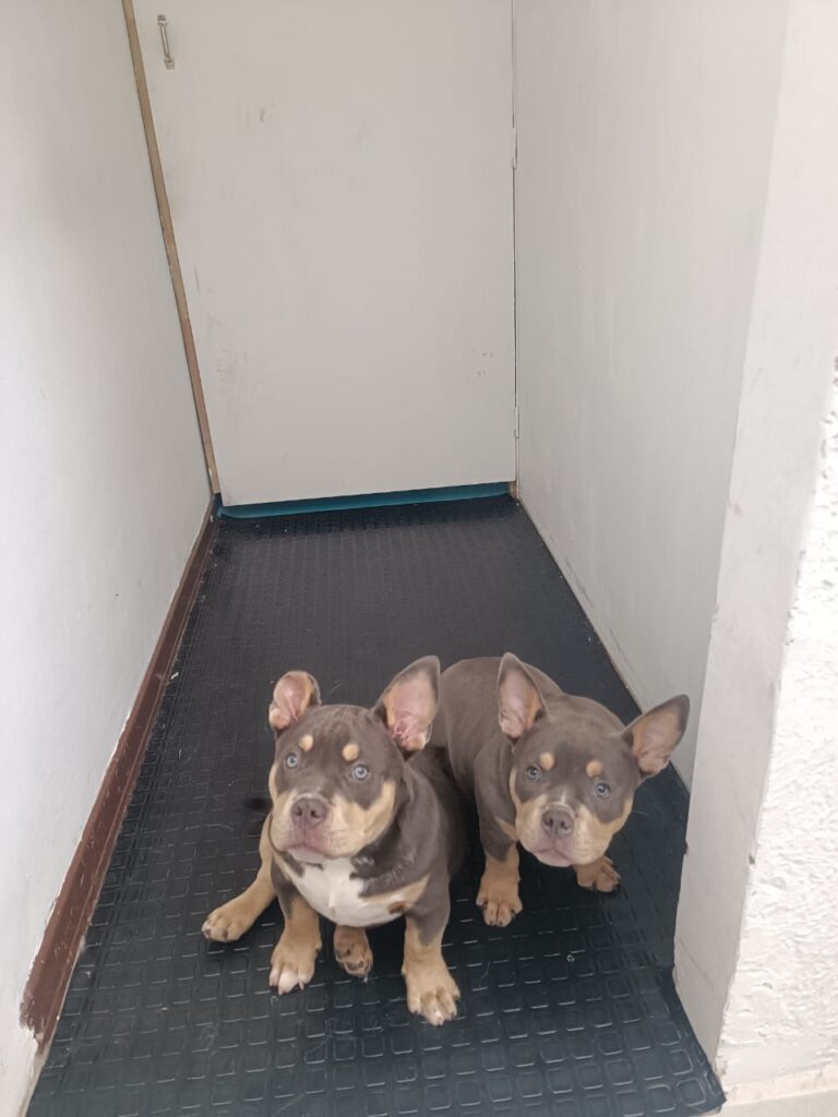 Guarderías para perros en Bogotá Guarderías para perros en Bogotá