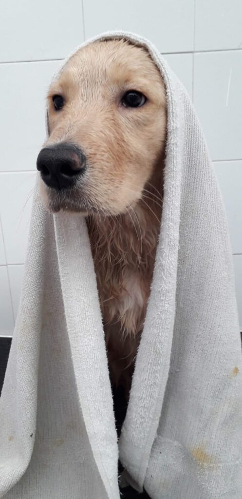 Peluqueria canina Peluquería canina