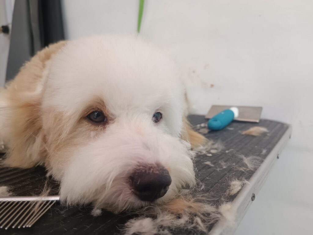 Peluqueria canina Peluquería canina