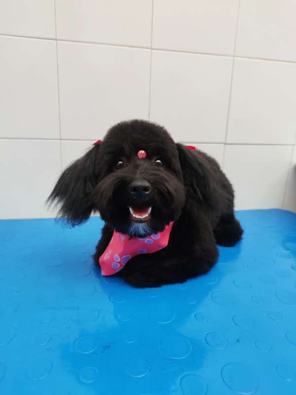 Peluquería canina Peluquería canina