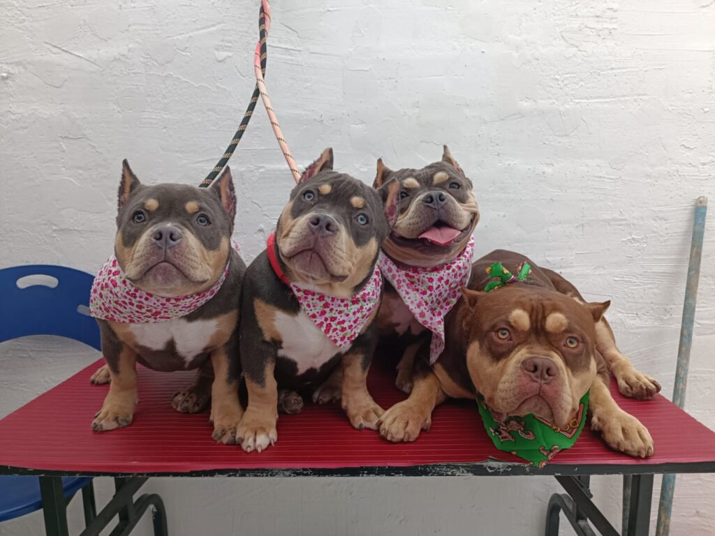 peluqueria canina bogota peluqueria canina bogota