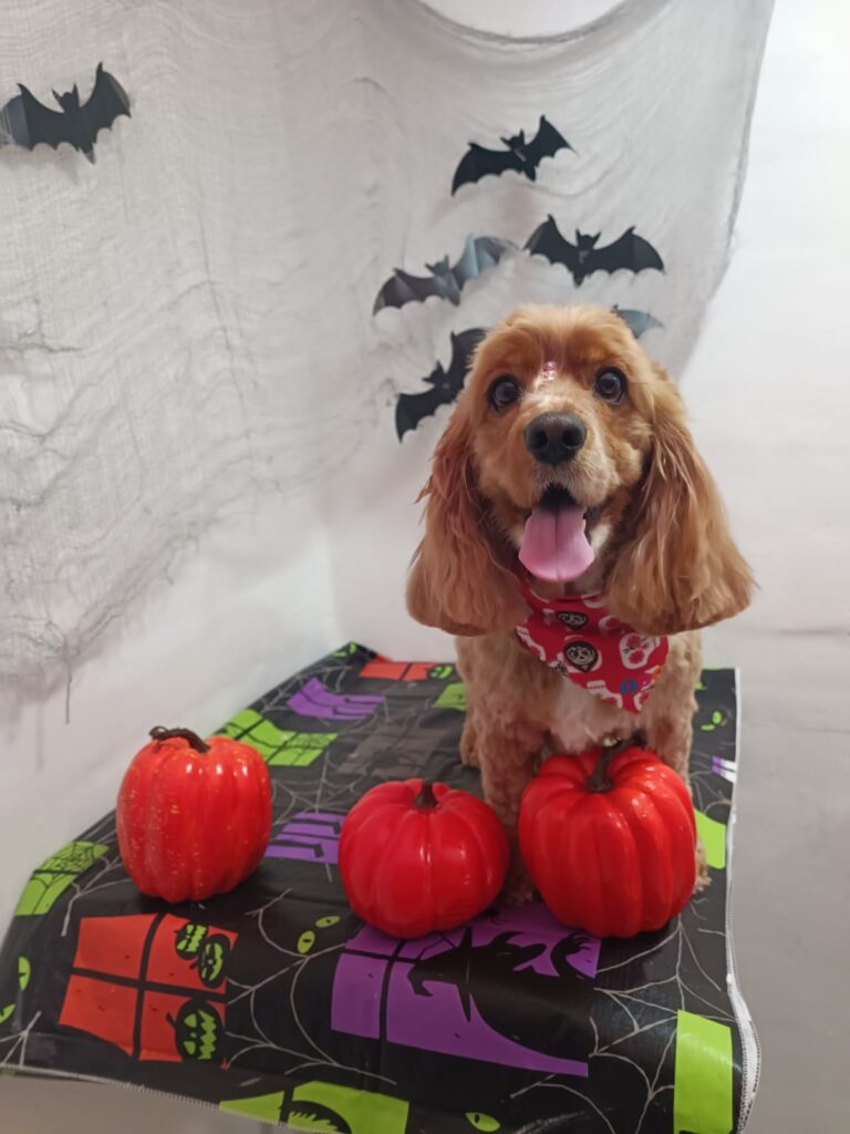 Peluquería canina Bogotá Peluquería canina Bogotá