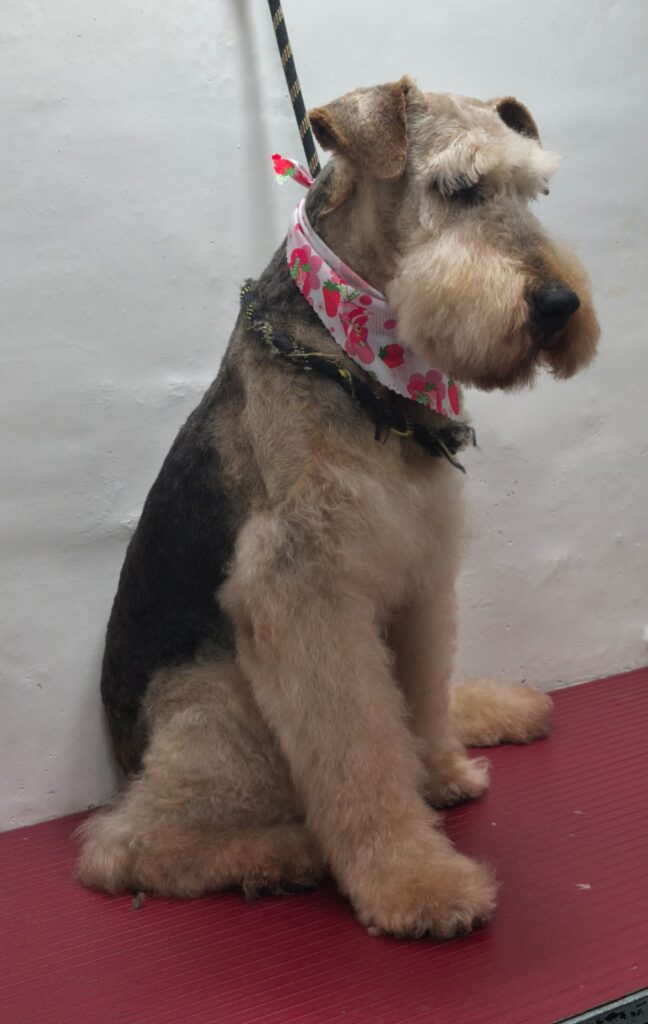 Peluquería canina Bogotá Peluquería canina Bogotá