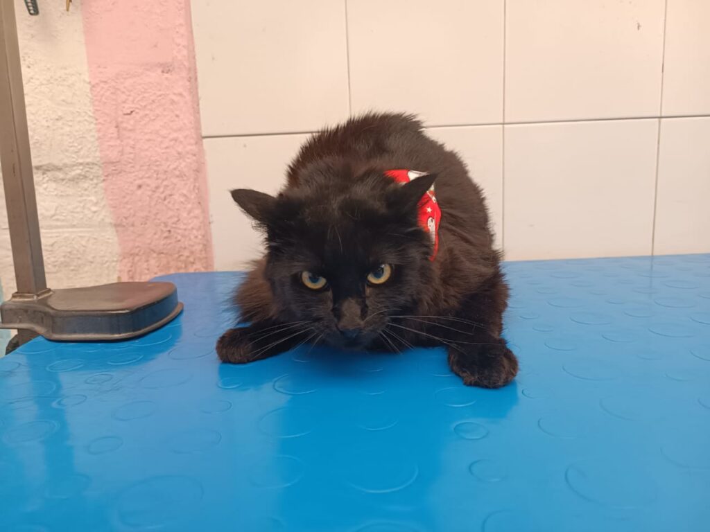 Peluquería felina Peluquería felina