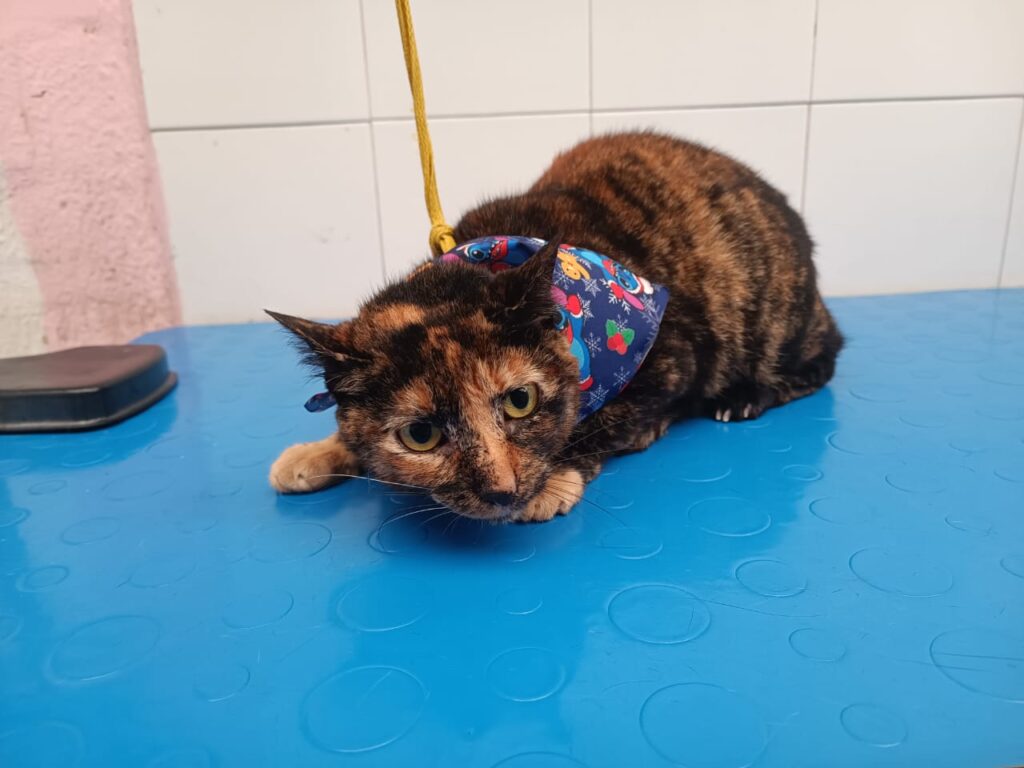 Peluquería felina Peluquería felina