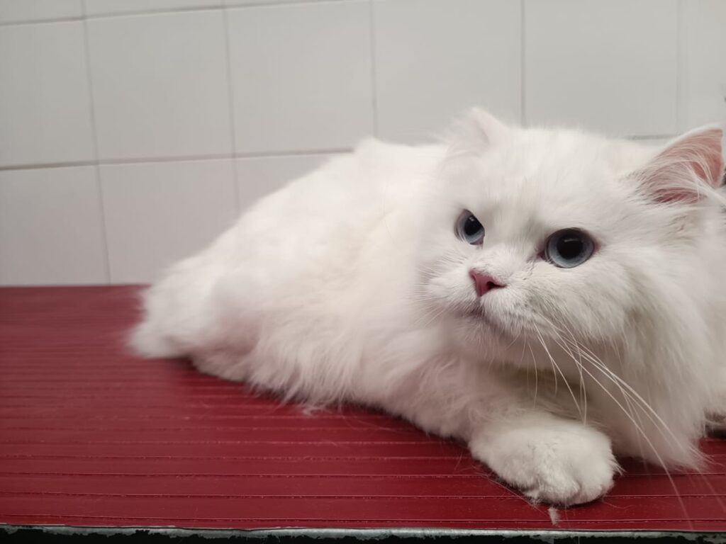Peluquería felina Bogotá Peluquería felina Bogotá