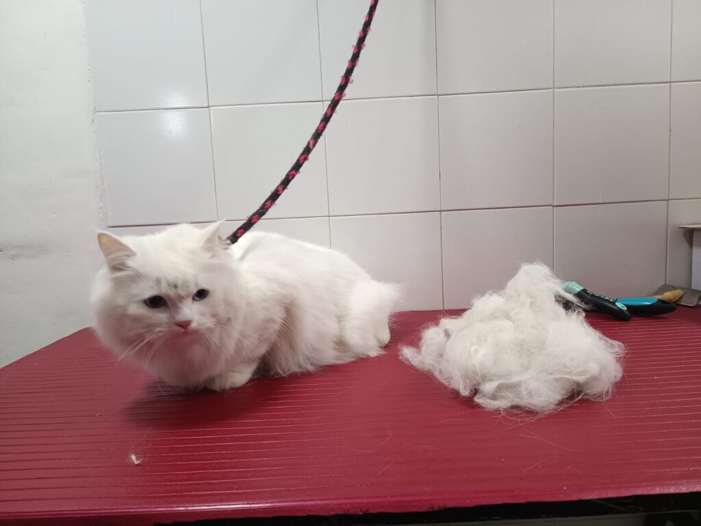Peluquería gatos Peluquería gatos
