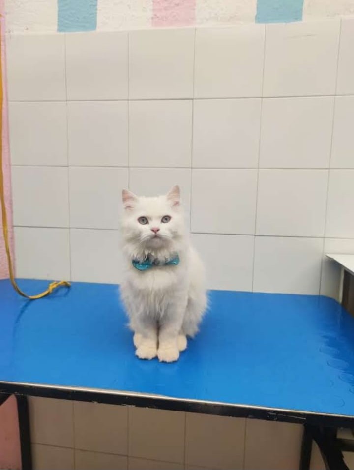 Peluquería para gatos Peluquería para gatos