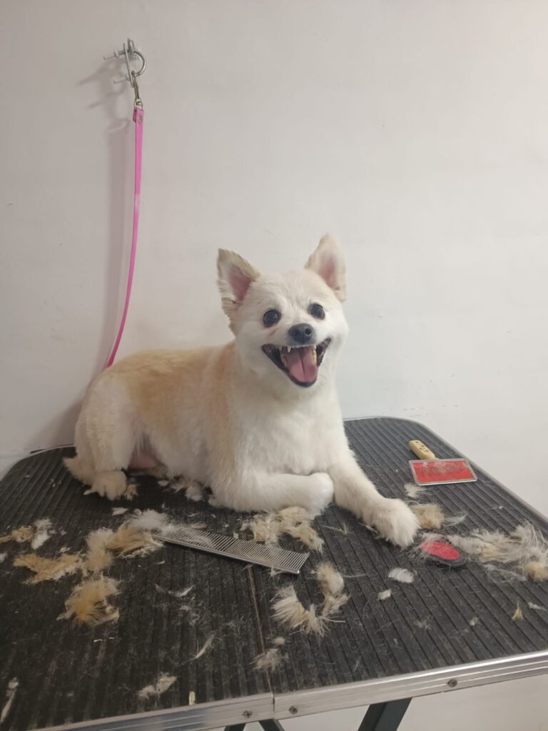 Peluquería para perros Peluquería para perros