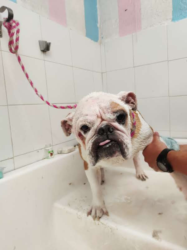 Peluquería para perros Peluquería para perros