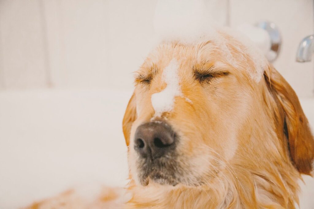 perro fondo 2