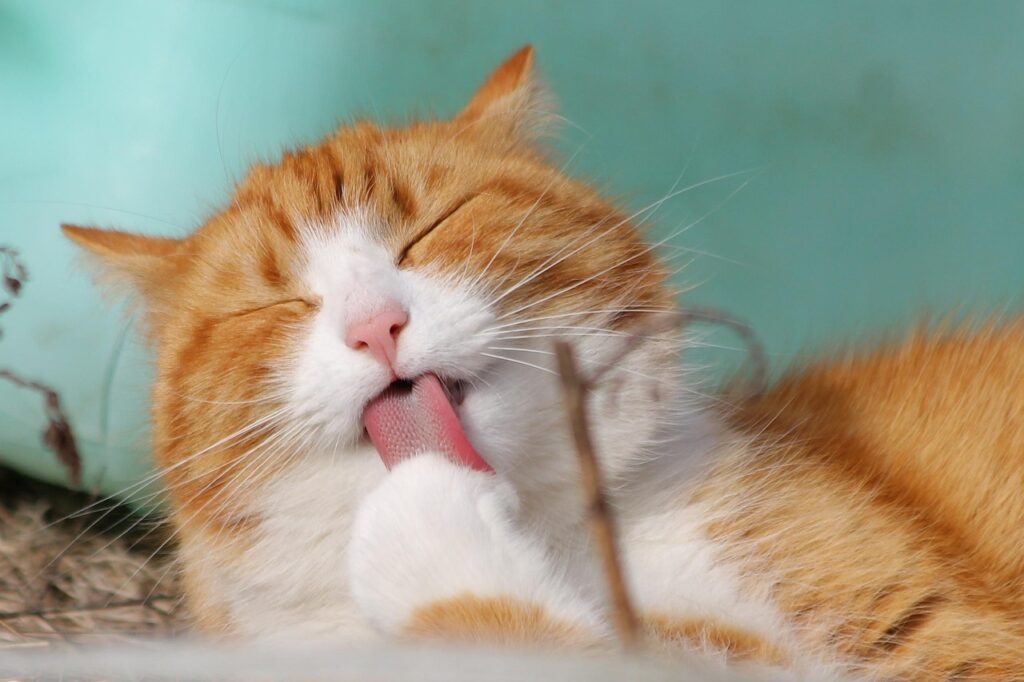 fondo gato