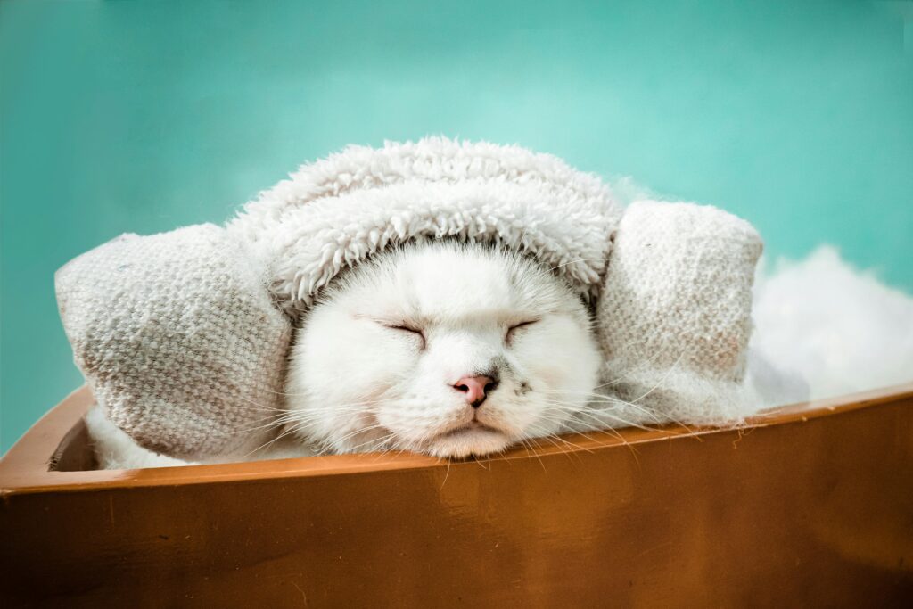 pexels-photo-17802936-17802936 A charming white cat peacefully relaxing in a makeshift spa with a towel wrapped around its head.
